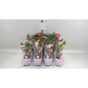 Anthurium   ...mix
