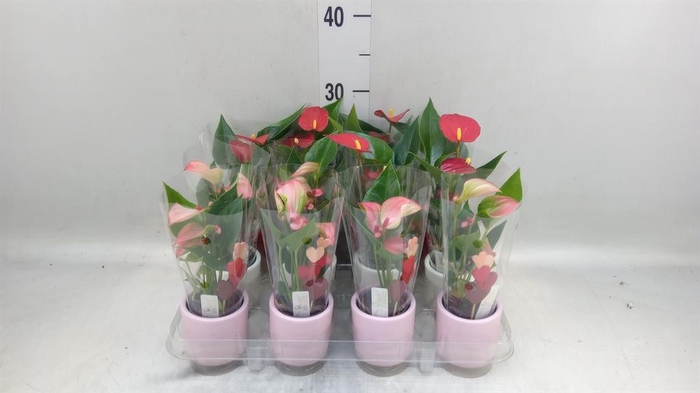 <h4>Anthurium   ...mix</h4>