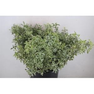 Pitto Nigra 150gr P Bunch