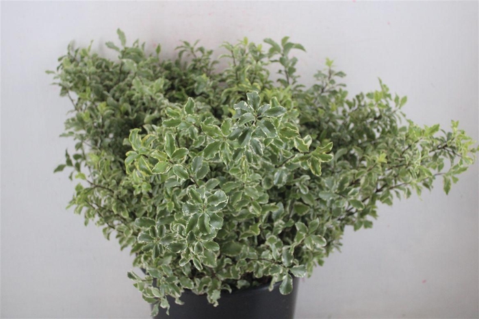 <h4>Pitto Nigra 150gr P Bunch</h4>