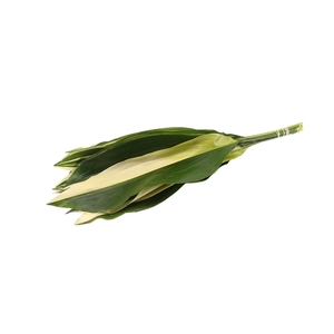 Aspidistra Variegated 60