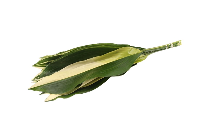 <h4>Aspidistra Variegated 60</h4>