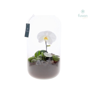 Green Bottle Isabella XXLarge met Phalaenopsis Singolo Arrangement 24 uur levertijd