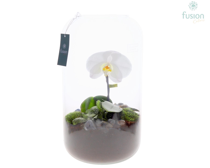<h4>Green Bottle Isabella XXLarge met Phalaenopsis Singolo Arrangement 24 uur levertijd</h4>