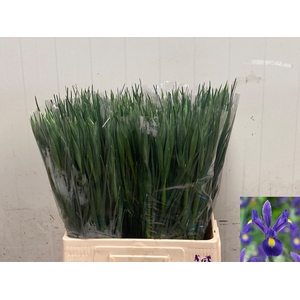 IRIS PROF BLAAUW