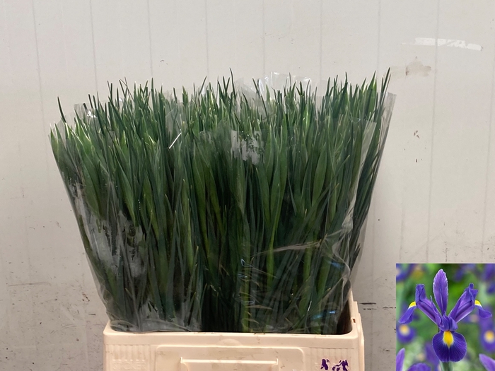 IRIS PROF BLAAUW