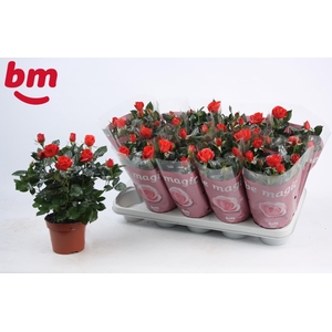 Rosa Red Beau Monde met glitter (12 cm)
