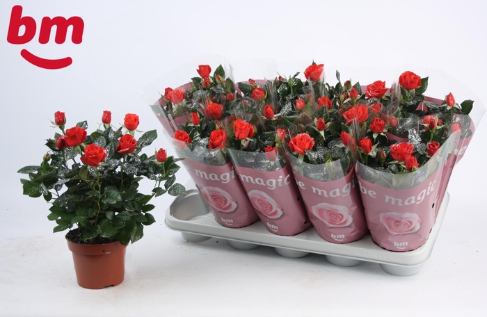 <h4>Rosa Red Beau Monde met glitter (12 cm)</h4>