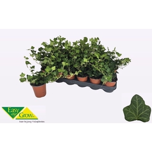 Hedera helix Wonder 9Ø 15cm