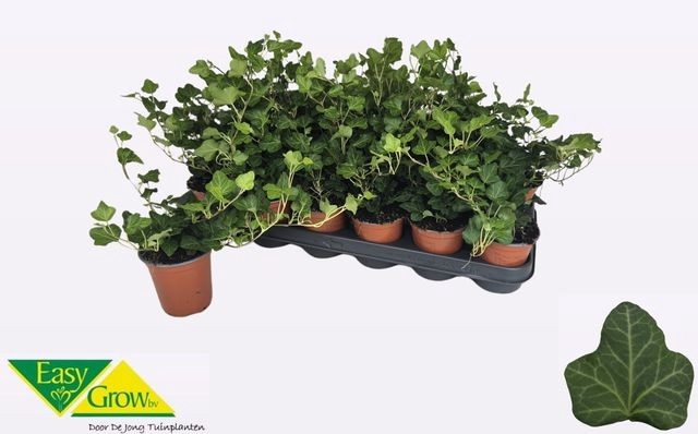 Hedera helix Wonder 9Ø 15cm