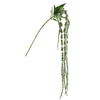 Amaranthus Green