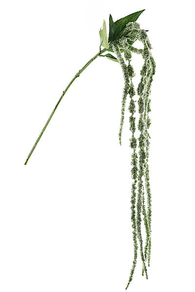 Amaranthus Green