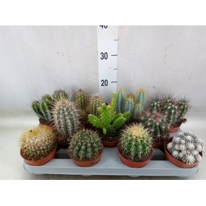 Cactus   ...mix
