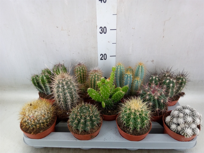<h4>Cactus   ...mix</h4>