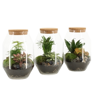 90450: Terrarium arrangement