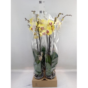Phalaenopsis   ...yellow