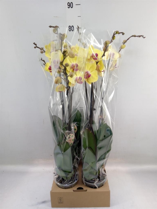 <h4>Phalaenopsis   ...yellow</h4>