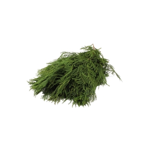 Cryptomeria 5 Kg