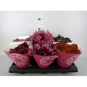 Begonia BD 'Beleaf'   ...mix