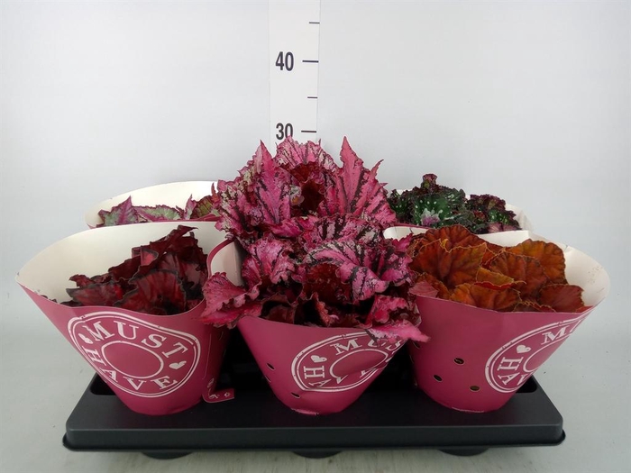 <h4>Begonia BD 'Beleaf'   ...mix</h4>