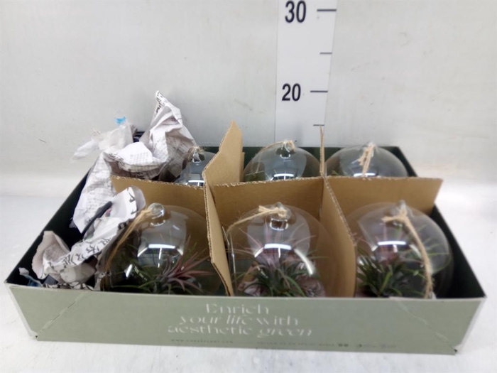 <h4>Arr.  Tillandsia L%</h4>