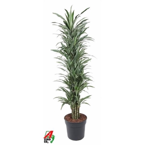 Dracaena f Deremensis Grp Warneckei