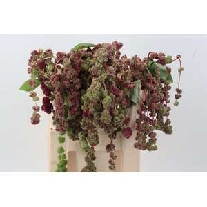 Amaranthus Cau Mira