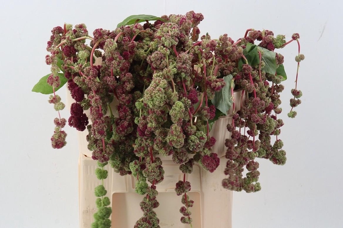 <h4>Amaranthus Cau Mira</h4>