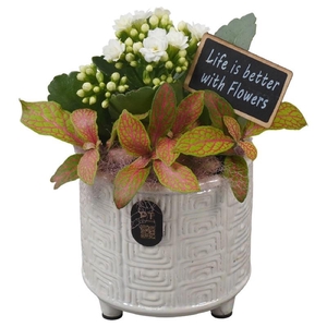Arrangementen kamerplanten keramiek PTIB5188 Kalanchoe, Fittonia