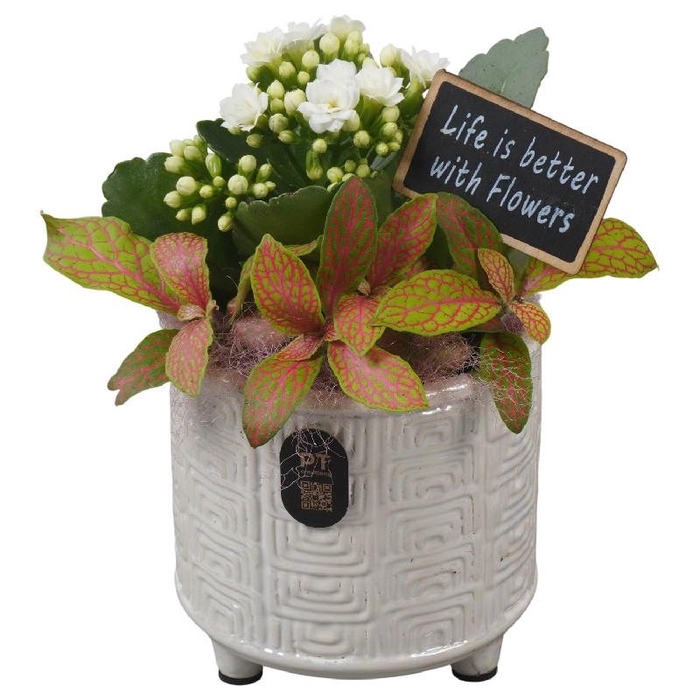 <h4>Arrangementen kamerplanten keramiek PTIB5188 Kalanchoe, Fittonia</h4>