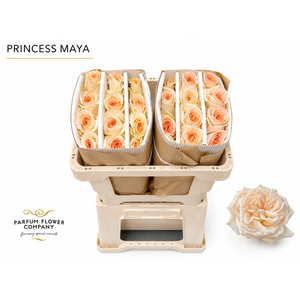 Rosa Princess Maya