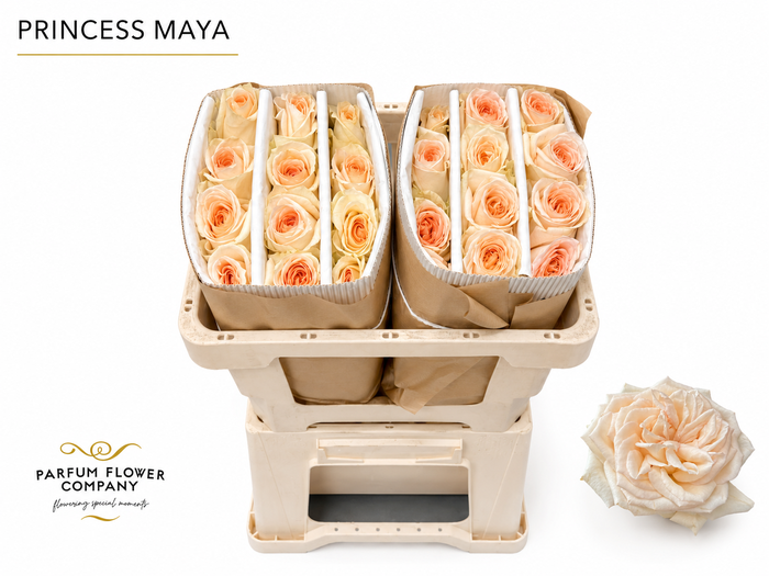 <h4>Rosa Princess Maya</h4>