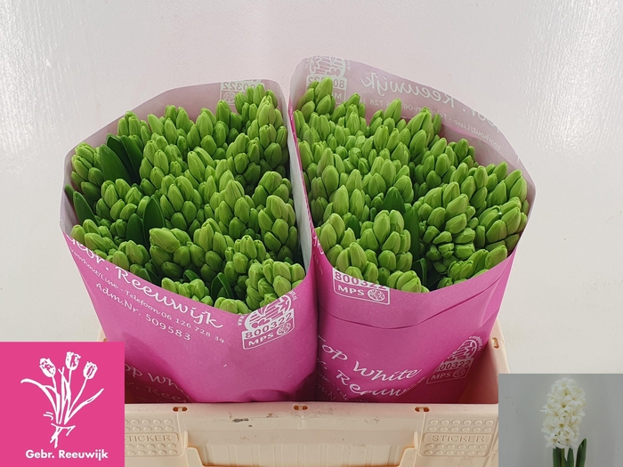 <h4>HYAC TOP WHITE</h4>