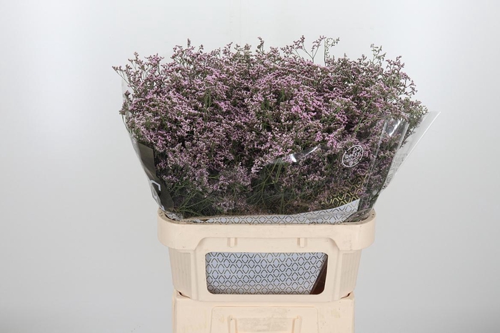 <h4>Lim Saf Oshi Pink</h4>