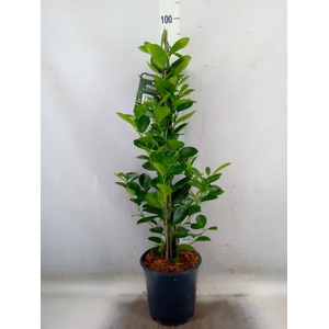 Ficus microcarpa 'Moclame'