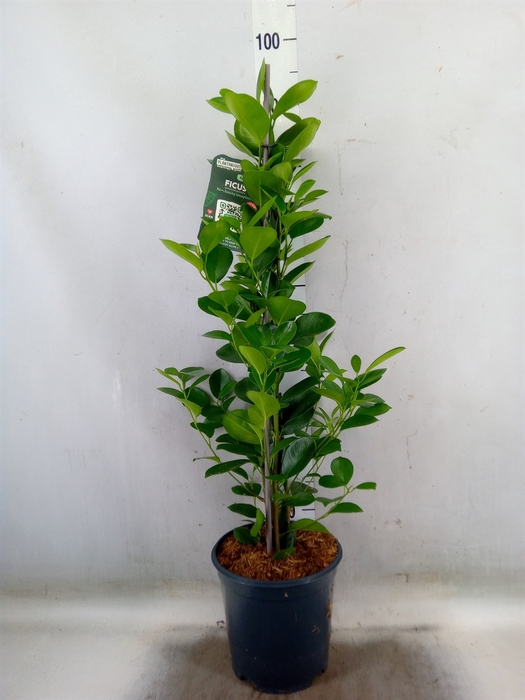 <h4>Ficus microcarpa 'Moclame'</h4>