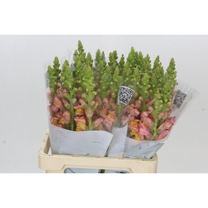 Antirrhinum Potomac Light Orange