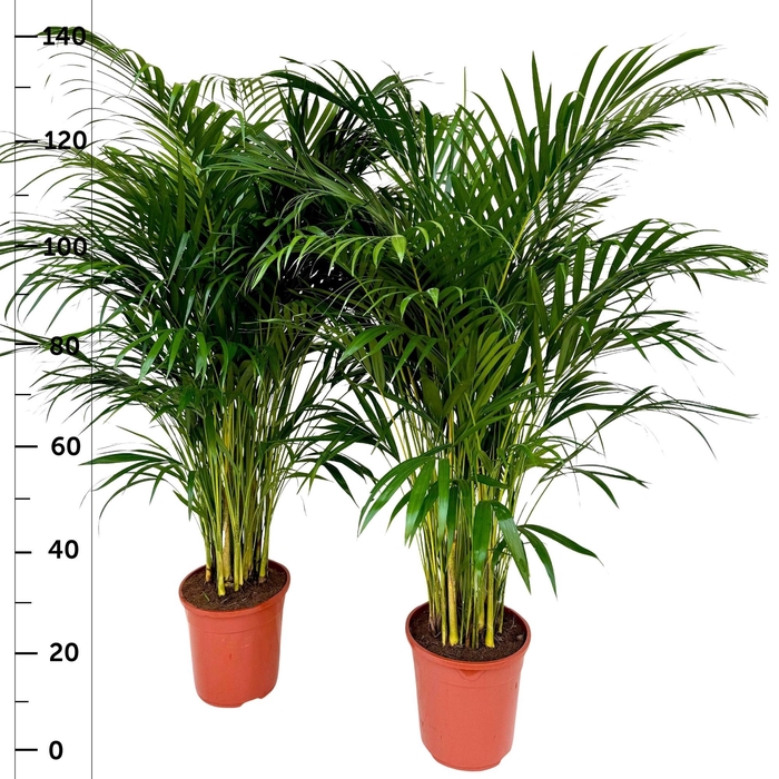 <h4>DYPSIS LUTESCENS</h4>