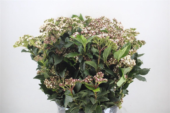 <h4>Viburnum Blooming White P Bunch</h4>