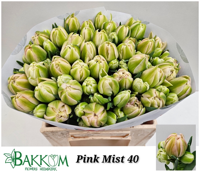 <h4>TU DU PINK MIST</h4>