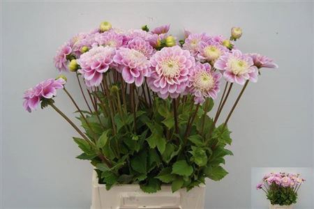 Dahl Dec Sweet Love