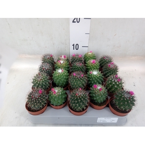 Mammillaria polythele 'Toluca'