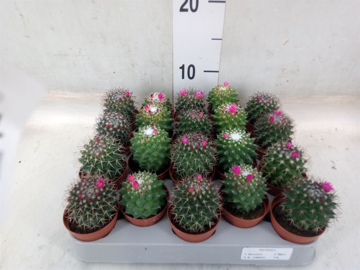 <h4>Mammillaria polythele 'Toluca'</h4>