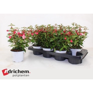 FUCHSIA B F CAMILLA