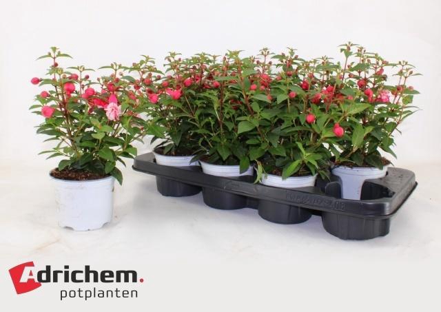 <h4>FUCHSIA B F CAMILLA</h4>