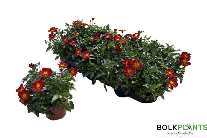 Bid Beed Painted Red