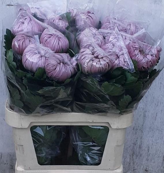 <h4>CHR G VIENNA</h4>