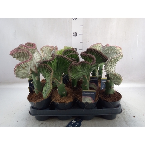 Euphorbia lactea 'Cristata'