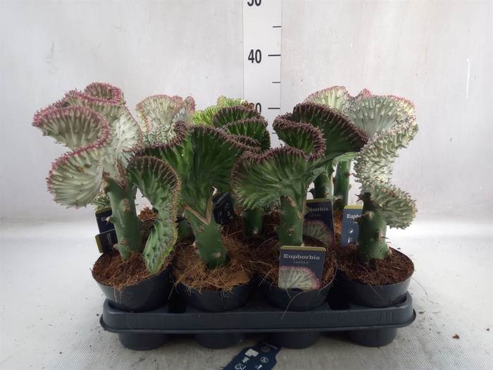 <h4>Euphorbia lactea 'Cristata'</h4>