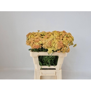 ACHIL MILLEFOLIUM MOLLY